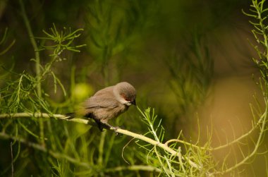 Çocuk ağdası Estrilda Astrild. Tony Gallardo Parkı. Maspalomalar. San Bartolome de Tirajana. Büyük Kanarya. Kanarya Adaları. İspanya.