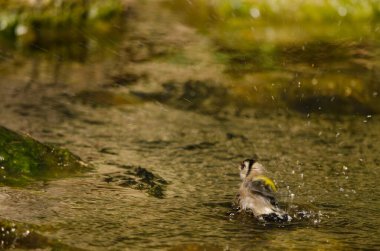 Avrupa ispinozu Carduelis carduelis parva banyosu. Tony Gallardo Parkı. Maspalomalar. San Bartolome de Tirajana. Büyük Kanarya. Kanarya Adaları. İspanya.