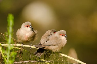 Gençler balmumu faturası Estrilda Astrild. Tony Gallardo Parkı. Maspalomalar. San Bartolome de Tirajana. Büyük Kanarya. Kanarya Adaları. İspanya.