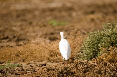 Sığır balıkçıl bubulcus ibis arkadan. Aguimes. Büyük Kanarya. Kanarya Adaları. İspanya.