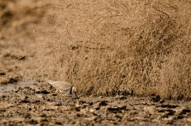 Küçük halkalı karides Charadrius dubius yiyecek arıyor. Aguimes. Büyük Kanarya. Kanarya Adaları. İspanya.