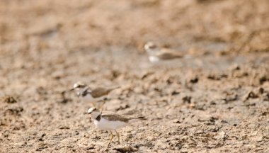 Charadrius Dubius 'un halkalı kürekçileri. Aguimes. Büyük Kanarya. Kanarya Adaları. İspanya.