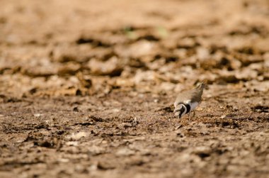 Küçük halkalı karides Charadrius dubius yiyecek arıyor. Aguimes. Büyük Kanarya. Kanarya Adaları. İspanya.
