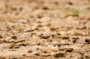 Küçük halkalı pulluk Charadrius dubius dinleniyor. Aguimes. Büyük Kanarya. Kanarya Adaları. İspanya.