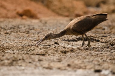 Glossy Ibis Plegadis Falcinellus yiyecek arıyor. Aguimes. Büyük Kanarya. Kanarya Adaları. İspanya.