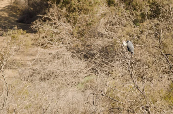 Grijze Reiger Ardea Cinerea Een Boom Charca Maspalomas San Bartolome — Stockfoto