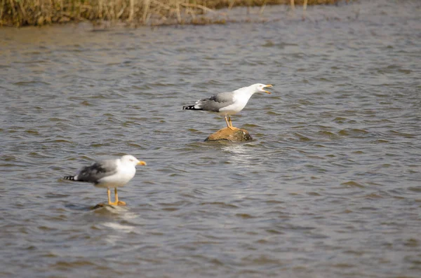 Gaviotas Patas Amarillas Larus Michahellis Atlantis Charca Maspalomas San Bartolomé — Foto de Stock