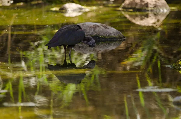 Hochglanz Ibis Plegadis Falcinellus Preening Tony Gallardo Park Maspalomas San — Stockfoto