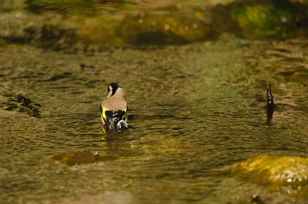 Chardonneret Rouge Européen Carduelis Carduelis Parva Baignade Tony Gallardo Park — Photo