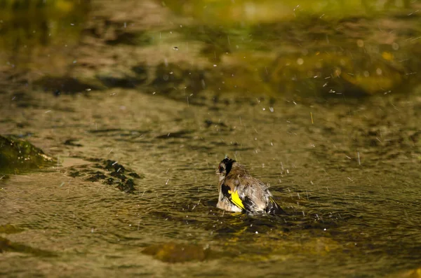European Goldfinch Carduelis Carduelis Parva Bathing Tony Gallardo Park Maspalomas — Stock Photo, Image
