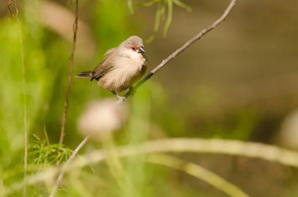 Junges Wachsvogel Estrilda Astrild Tony Gallardo Park Maspalomas San Bartolome — Stockfoto