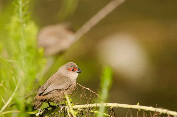 Jungtiere Gemeiner Wachsvogel Estrilda Astrild Tony Gallardo Park Maspalomas San — Stockfoto