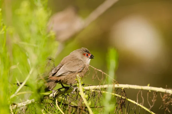 Juveniles Common Waxbill Estrilda Astrild Τόνι Γκαλάρντο Παρκ Μασπαλώματα Σαν — Φωτογραφία Αρχείου