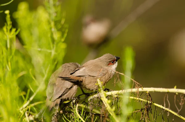 Jungtiere Gemeiner Wachsvogel Estrilda Astrild Tony Gallardo Park Maspalomas San — Stockfoto