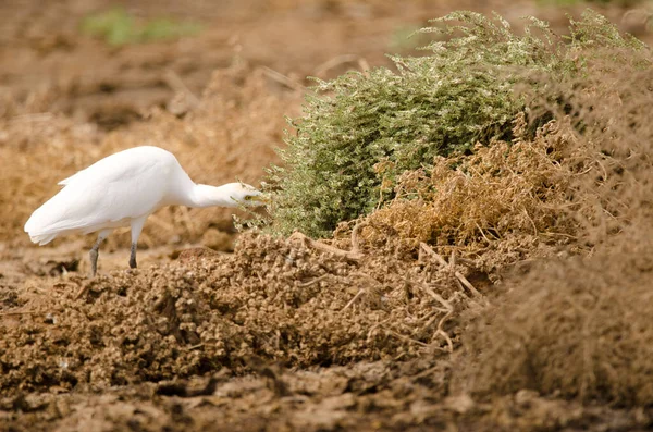 Bovinos Egret Bubulcus Ibis Procura Comida Aguimes Gran Canaria Ilhas — Fotografia de Stock