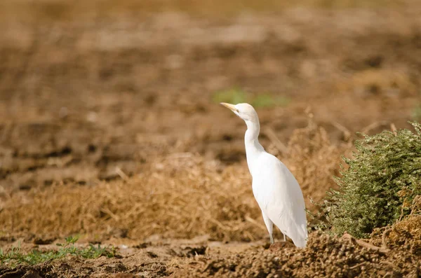 Bovinos Egret Bubulcus Ibis Alerta Aguimes Gran Canaria Ilhas Canárias — Fotografia de Stock