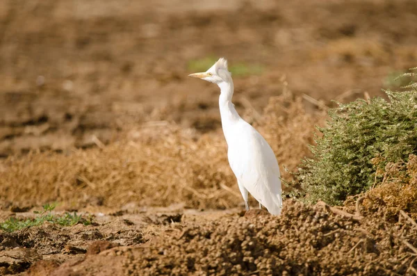 Bovino Bubulcus Ibis Con Plumas Cabeza Viento Aguimes Gran Canaria —  Fotos de Stock