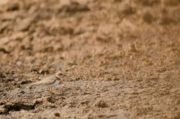 Pouco Charadrius Dubius Aguimes Gran Canaria Ilhas Canárias Espanha — Fotografia de Stock