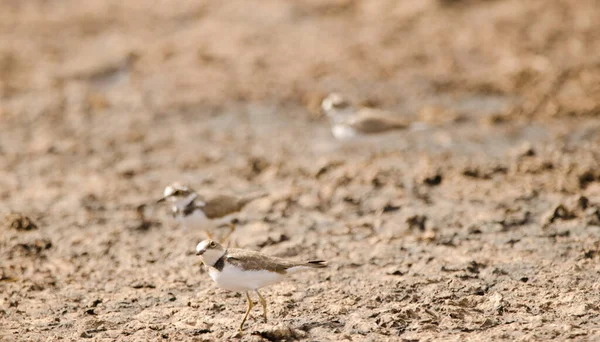 Pequenos Arados Charadrius Dubius Aguimes Gran Canaria Ilhas Canárias Espanha — Fotografia de Stock