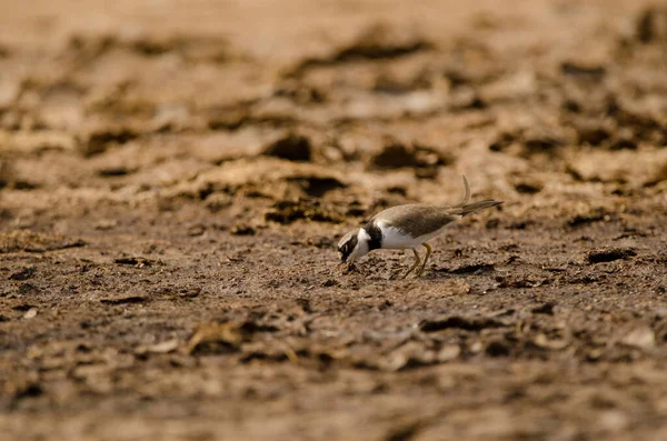 먹이를 섭금류 Charadrius Dubius 입니다 카나리 카나리아 스페인 — 스톡 사진