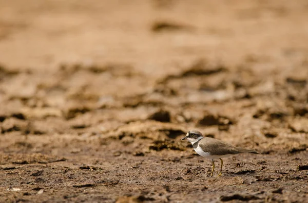 Piccolo Plover Anelli Charadrius Dubius Aguimes Gran Canaria Isole Canarie — Foto Stock