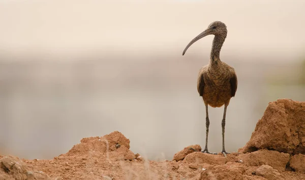 Brilhante Ibis Plegadis Falcinellus Está Aguimes Gran Canaria Ilhas Canárias — Fotografia de Stock