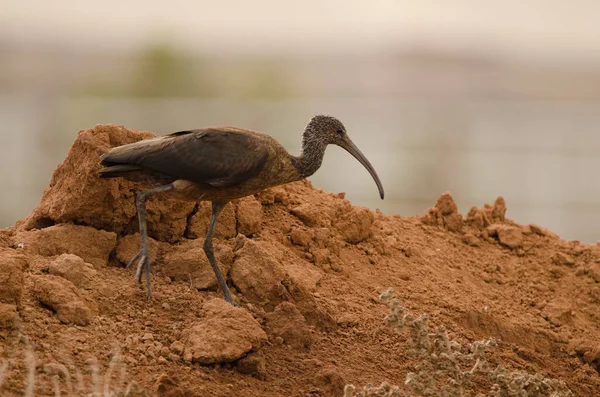 Brilhante Ibis Plegadis Falcinellus Está Andar Aguimes Gran Canaria Ilhas — Fotografia de Stock