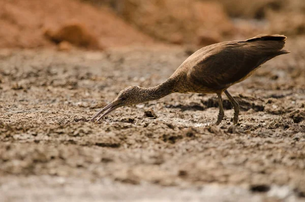 Glanzend Ibis Plegadis Falcinellus Zoek Naar Voedsel Aguimes Gran Canaria — Stockfoto