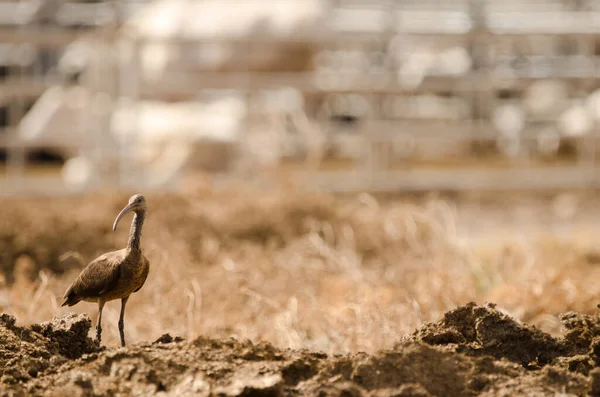 Brilhante Ibis Plegadis Falcinellus Está Aguimes Gran Canaria Ilhas Canárias — Fotografia de Stock