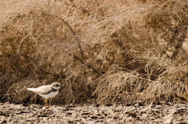 Little Ringed Plover Charadrius Dubius Aguimes Gran Canaria Canary Islands — Stock Photo, Image