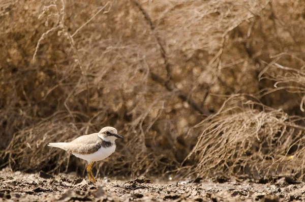 Ringplevier Charadrius Dubius Aguimes Gran Canaria Canarische Eilanden Spanje — Stockfoto