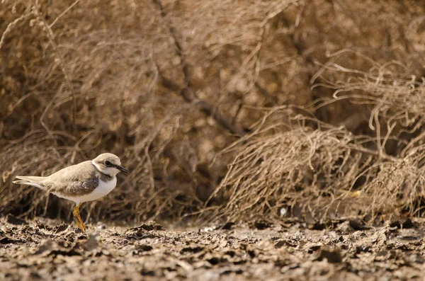 Mały Dzwoneczek Charadrius Dubius Aguimes Gran Canaria Wyspy Kanaryjskie Hiszpania — Zdjęcie stockowe