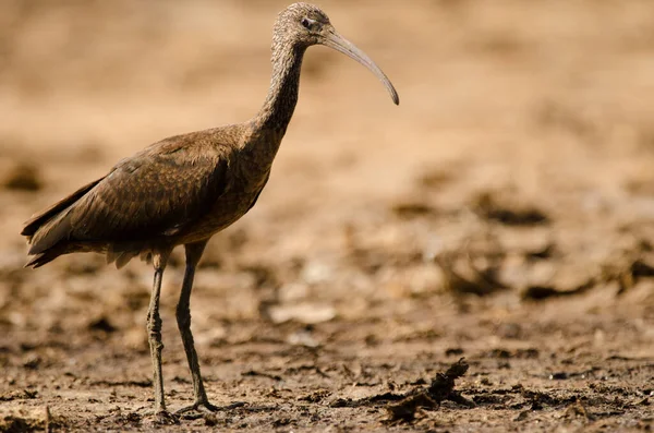 Brilhante Ibis Plegadis Falcinellus Está Aguimes Gran Canaria Ilhas Canárias — Fotografia de Stock