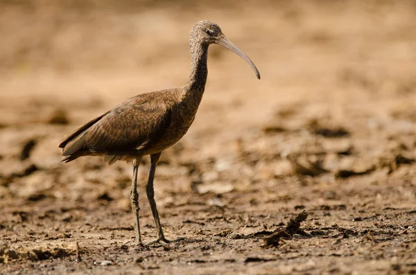 Kiiltävä Ibis Plegadis Falcinellus Pystyssä Aguimeseja Gran Canarialla Kanariansaaret Espanja — kuvapankkivalokuva