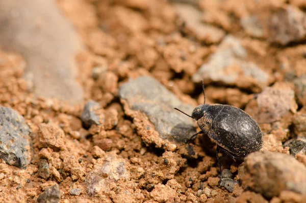 Käfer Zophosis Bicarinata Bicarinata Auf Dem Boden Aguimes Gran Canaria — Stockfoto