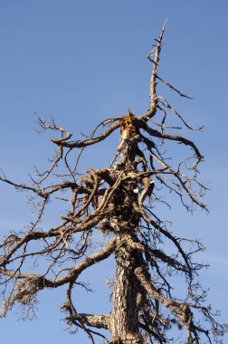 Ölü Kanarya Adası çamı Pinus kanaryası.