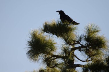 Kanarya Adaları Çamı 'nda Kuzgun.