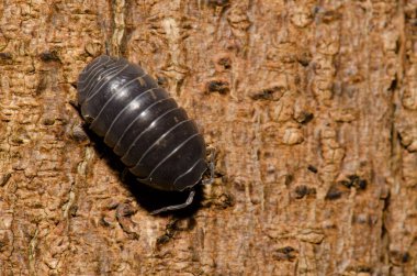 Ağaç gövdesinde yaygın bir hap böceği.