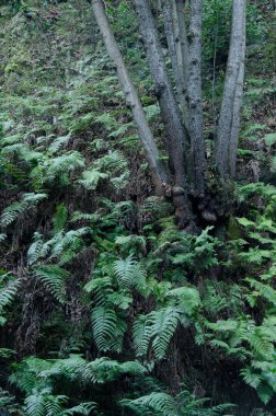 Cubo de La Galga 'daki Laurel Ormanı.