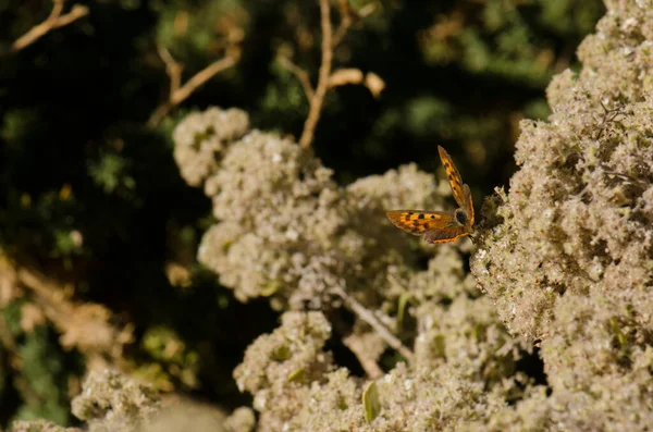 Бабочка маленькая медная Lycaena phlaeas. — стоковое фото