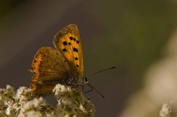 Papillon petit cuivre Lycaena phlaeas. — Photo