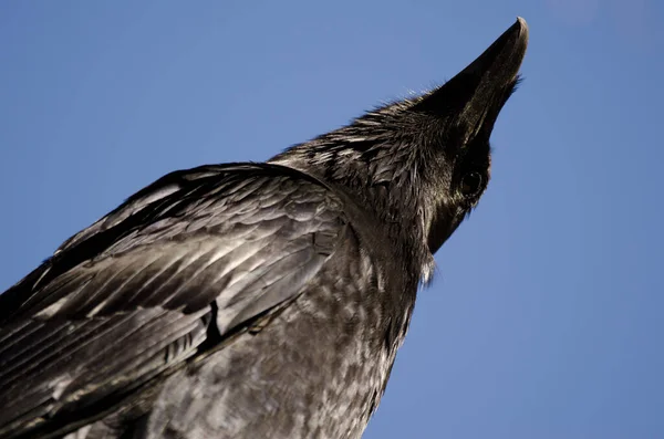 Cuervo canario en busca de posibles depredadores. — Foto de Stock