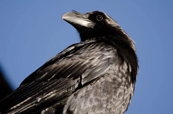 Cuervo canario Corvus corax canariensis. —  Fotos de Stock