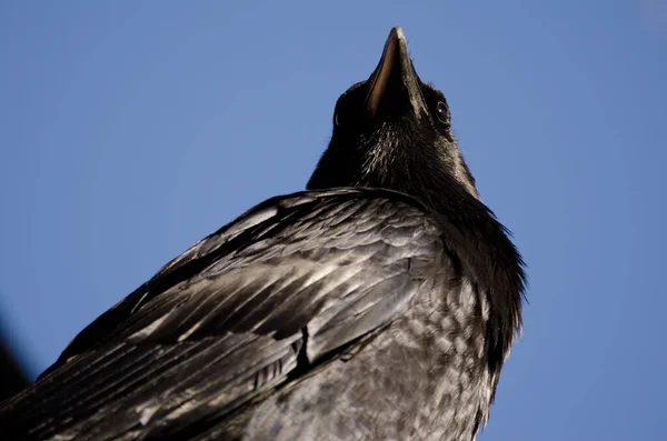 Cuervo canario Corvus corax canariensis. —  Fotos de Stock