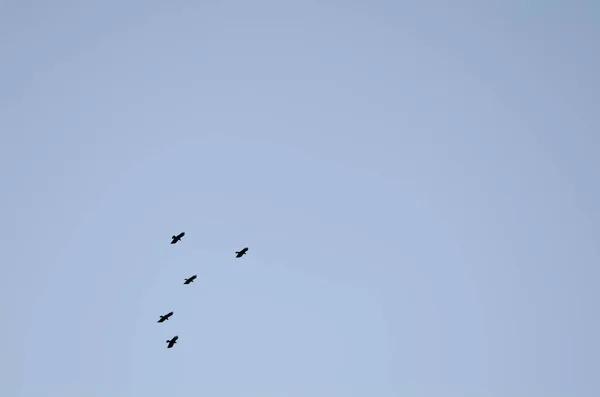 Flock of red-billed choughs in flight. — Stock Photo, Image