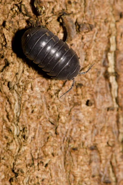 Pillola-insetto comune su un tronco d'albero. — Foto Stock