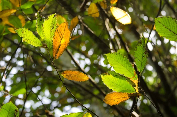 Branches and leaves of sweet chestnut. — Stock Photo, Image