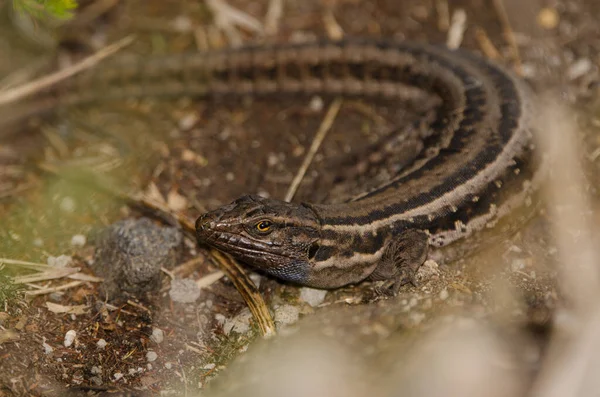 Lézard La Palma femelle Gallotia galloti palmae. — Photo