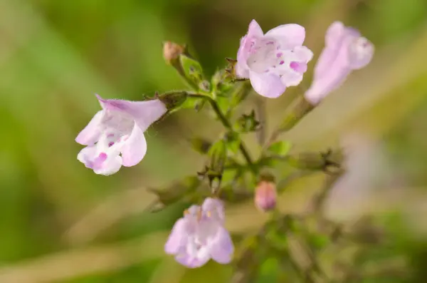 Květiny šalvěje Salvia officinalis. — Stock fotografie