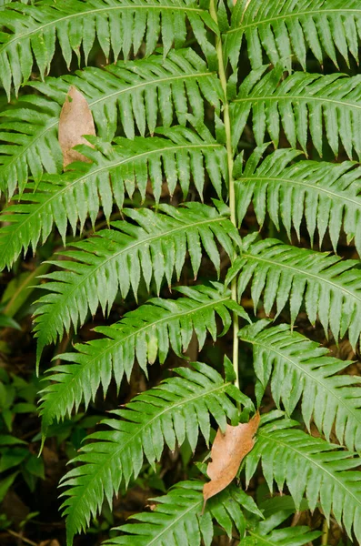 Franges de fougère à chaîne Woodwardia radicans. — Photo